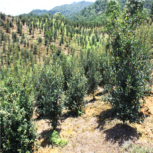 油茶示范林.jpg